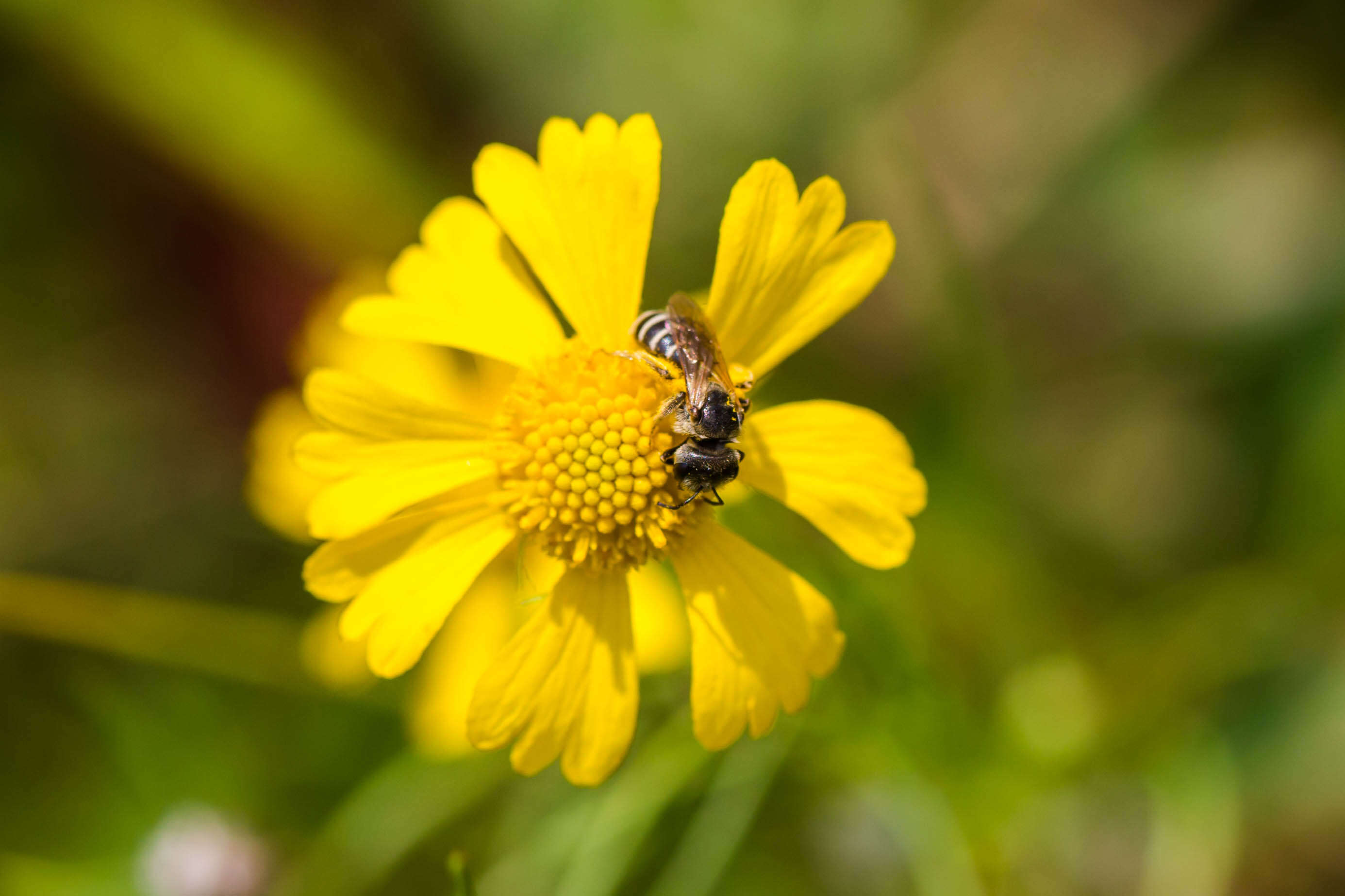 Halictus ligatus Say 1837的圖片