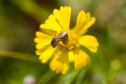 Halictus ligatus Say 1837的圖片