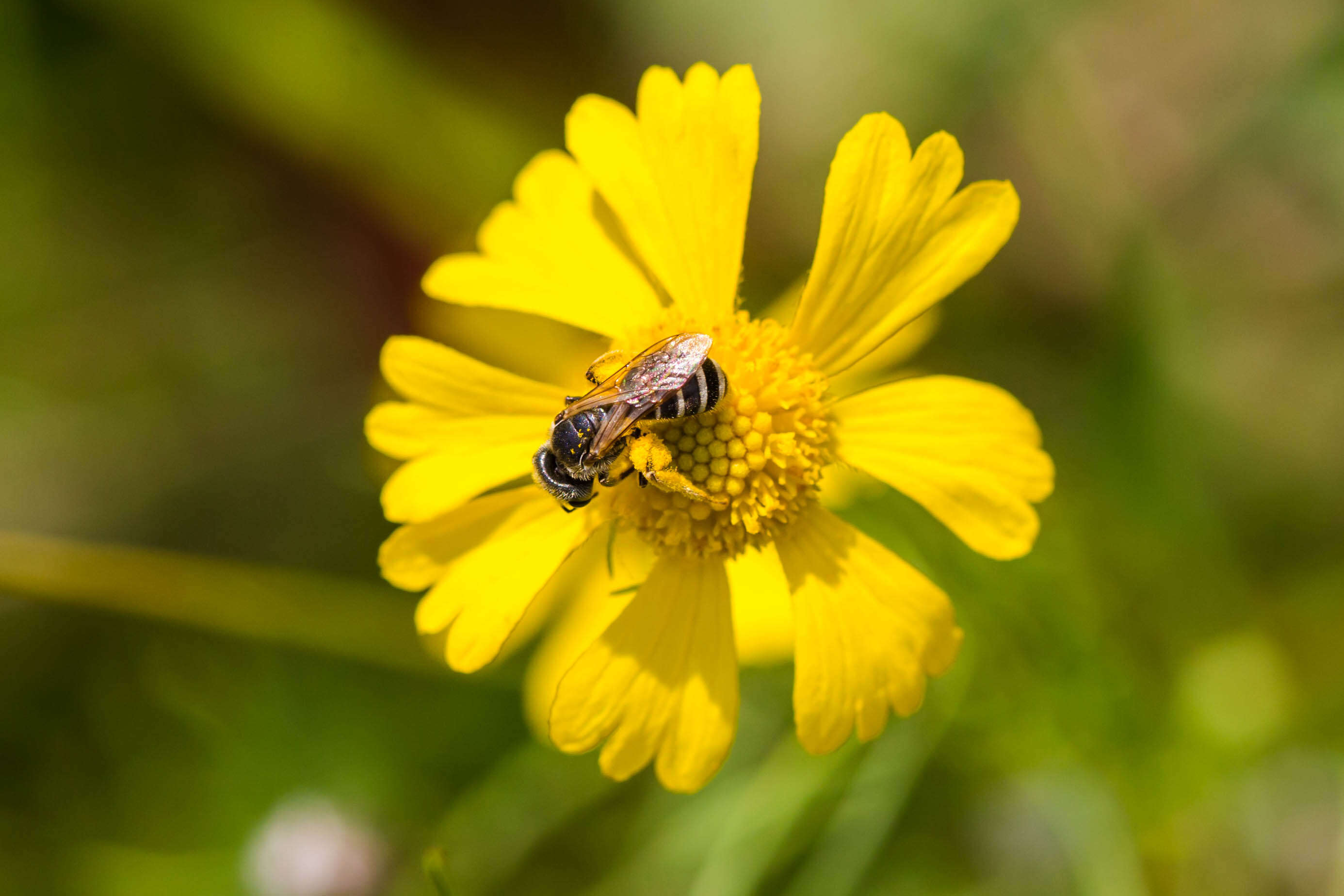 Halictus ligatus Say 1837的圖片