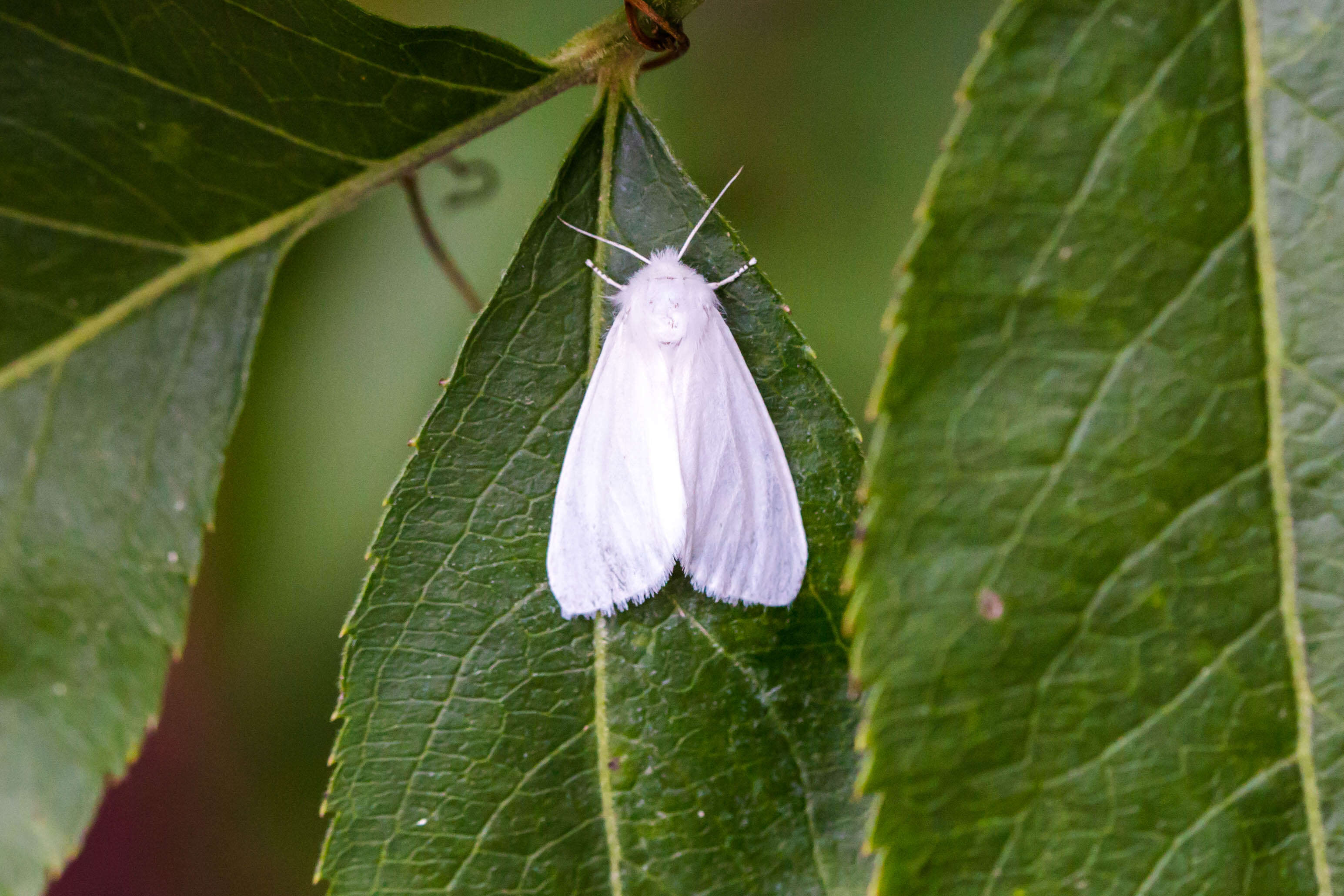 Image of Hyphantria Harris 1841