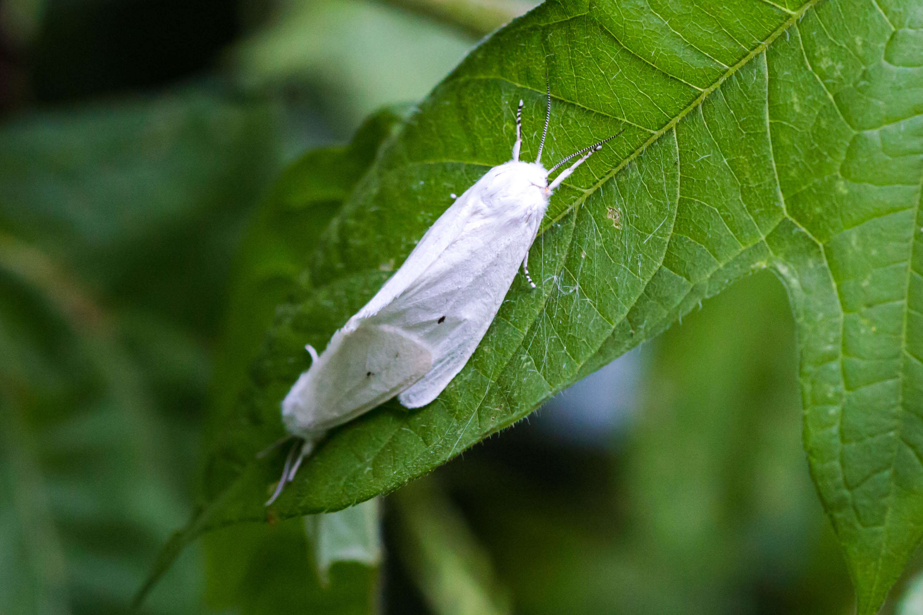 Imagem de Spilosoma virginica Fabricius 1798