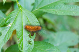 Imagem de Spilosoma virginica Fabricius 1798