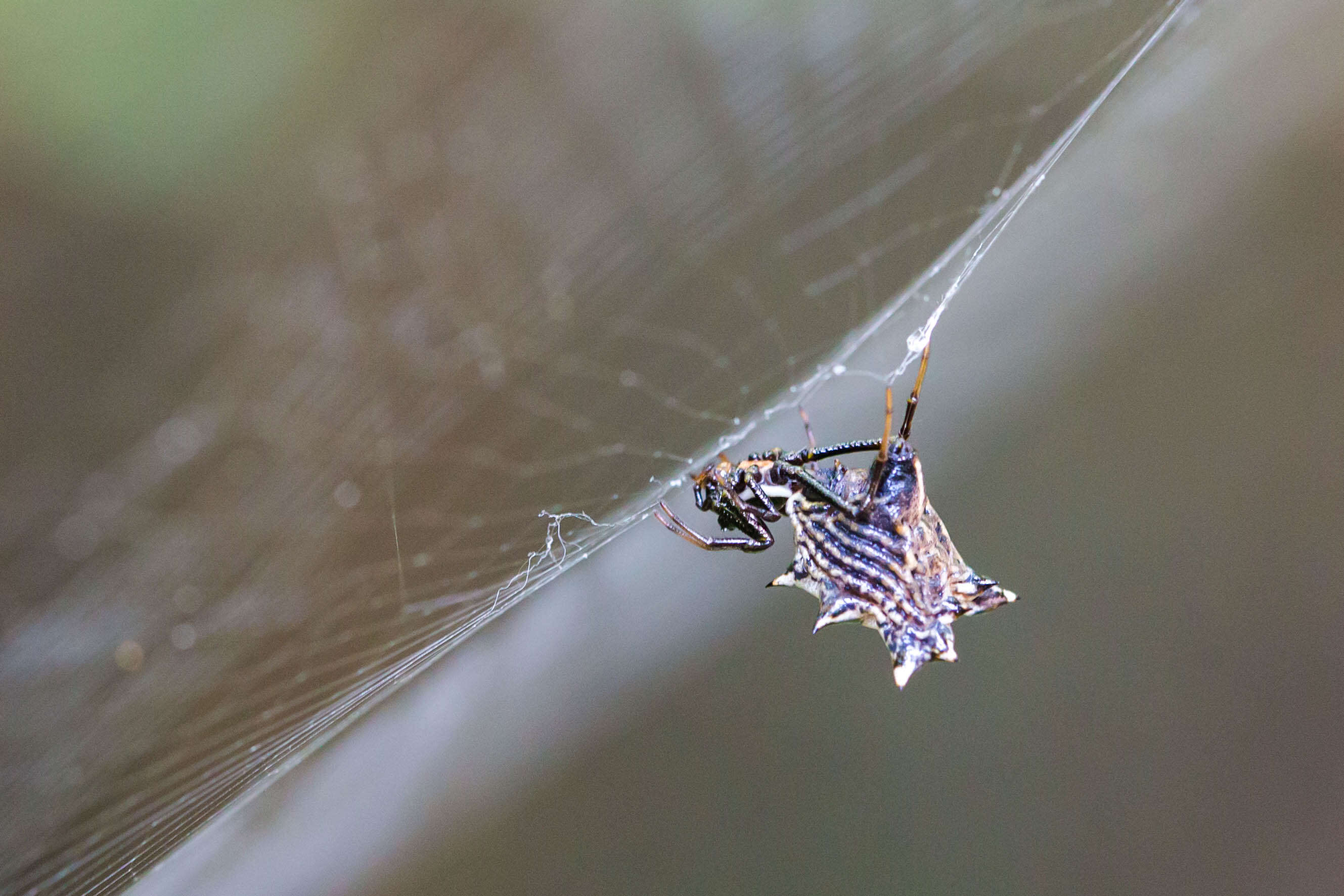 Image of Spined Micrathena