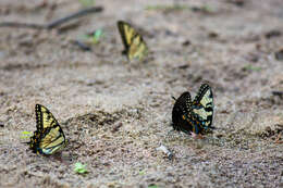 Image of Eastern Tiger Swallowtail