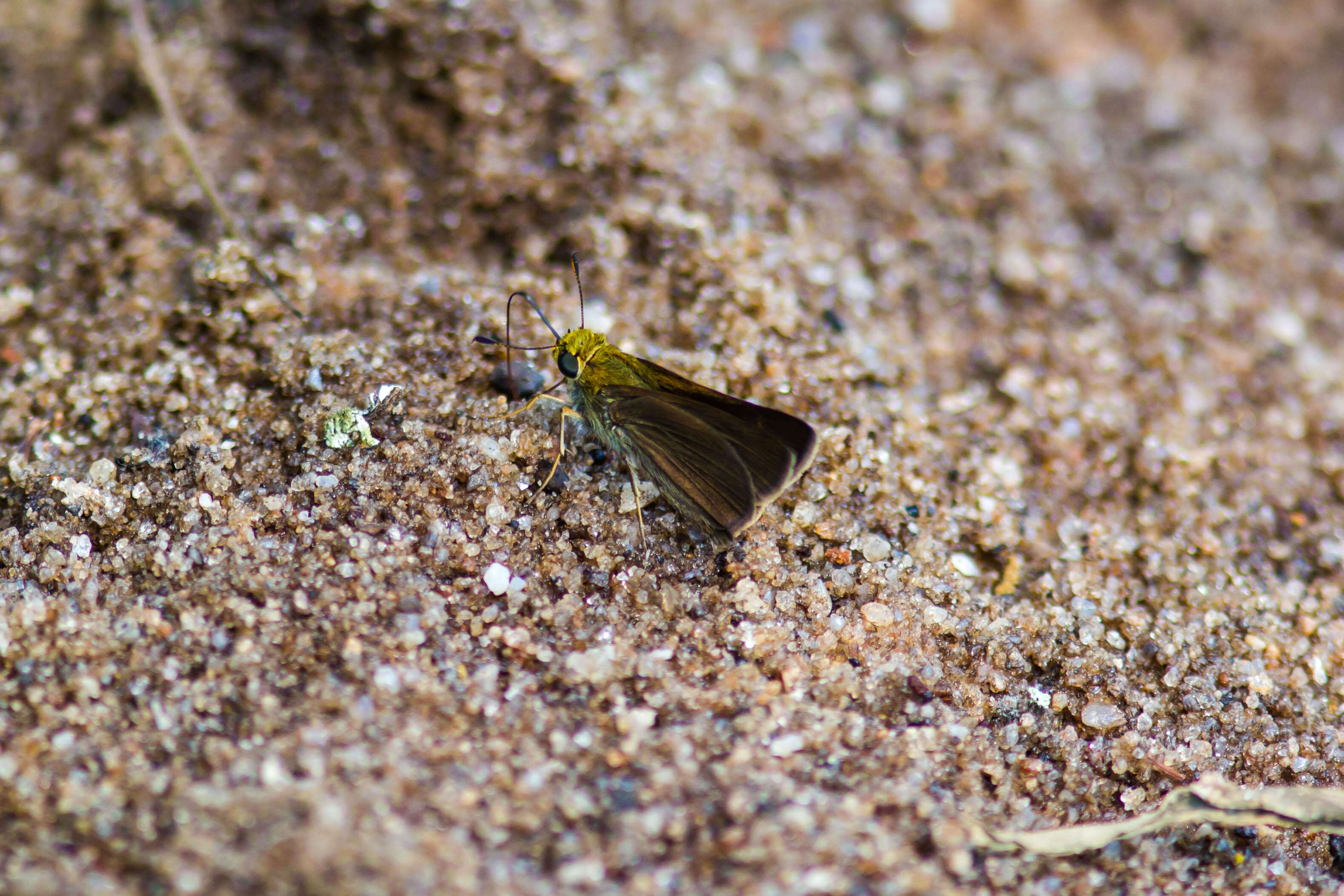 Image of Dun Sedge Skipper