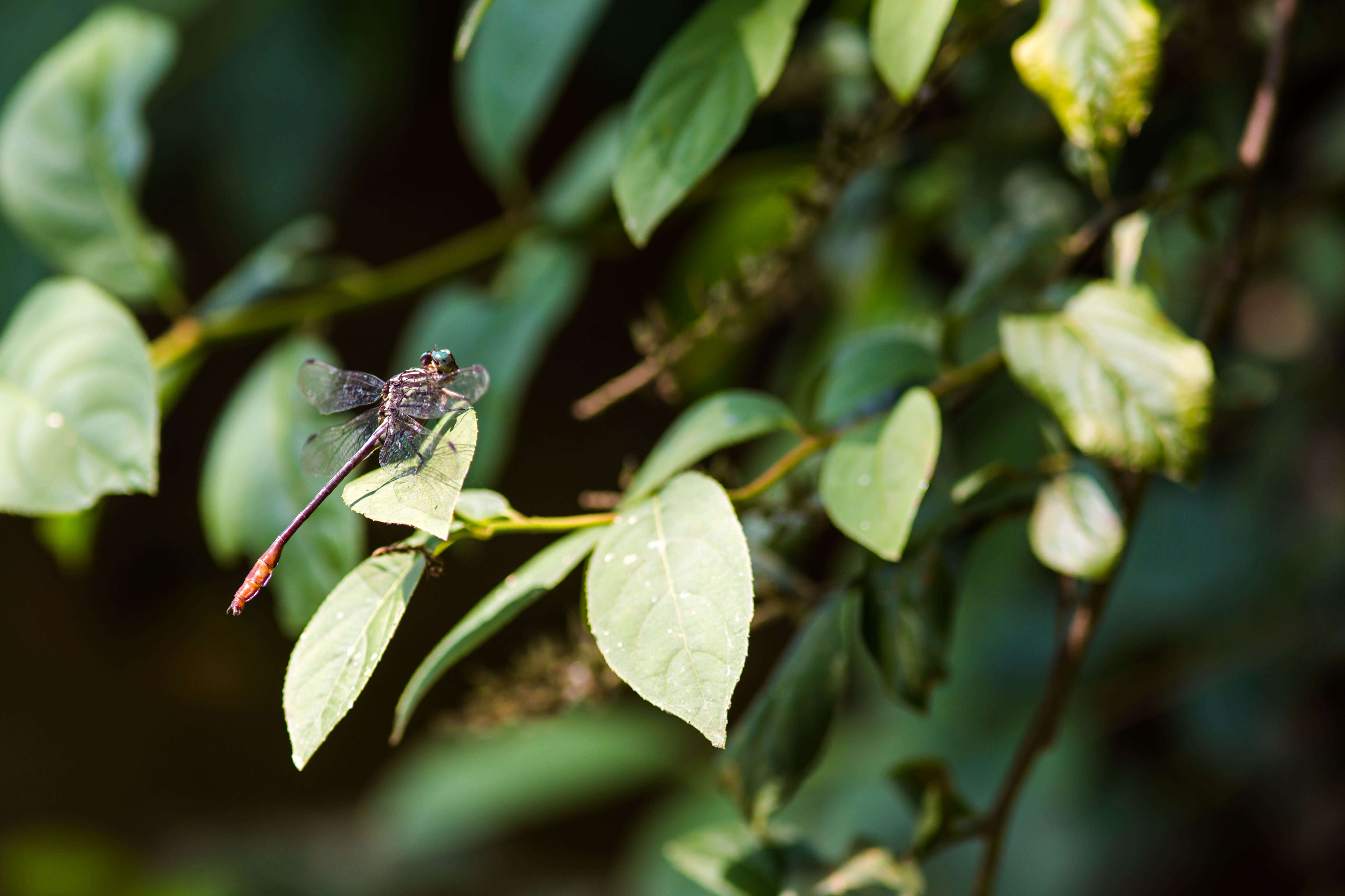 Image of Russet-tipped Clubtail