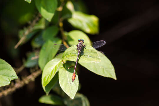 Image of Russet-tipped Clubtail