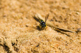 Image of Bicyrtes quadrifasciatus (Say 1824)