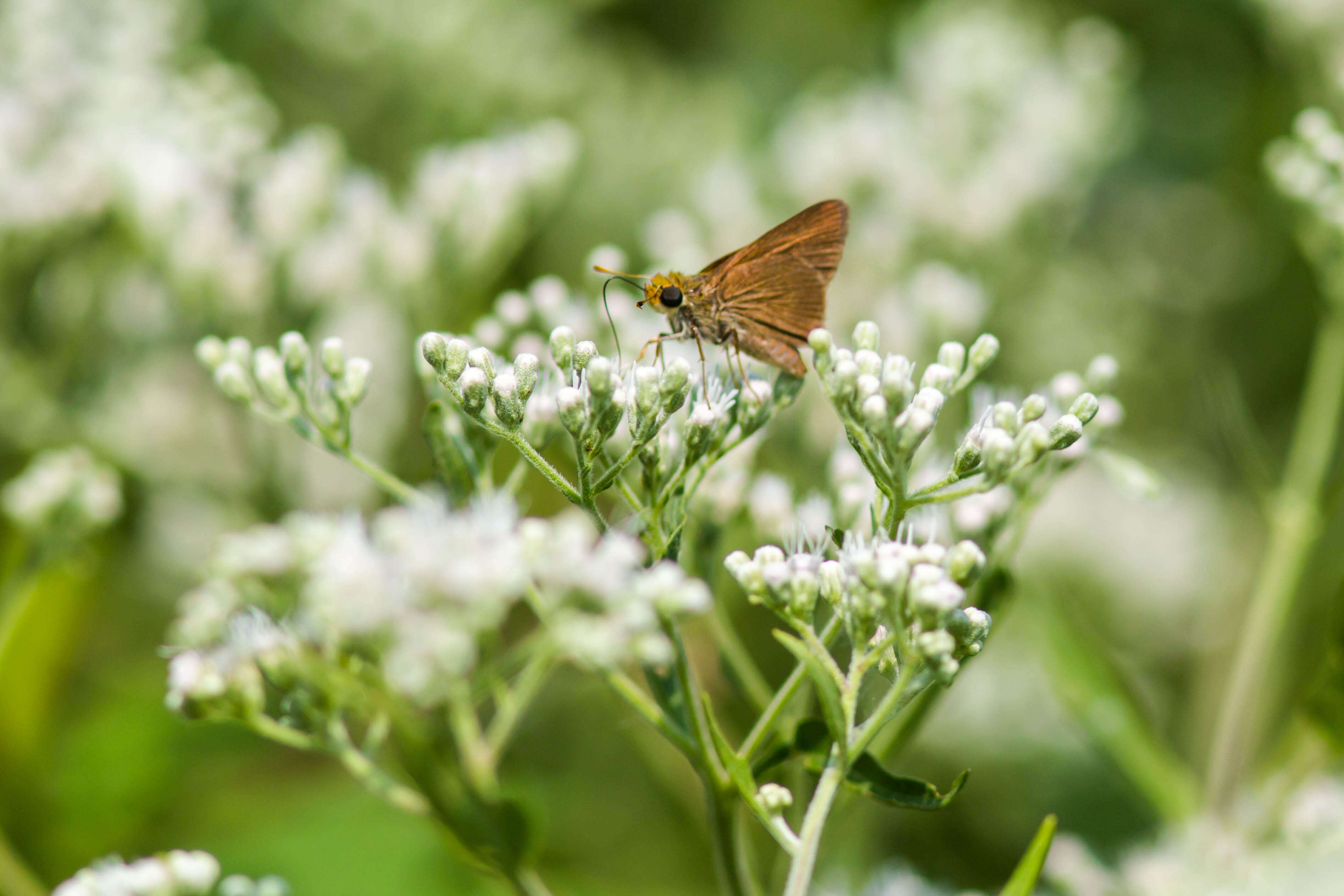 Image of Dun Sedge Skipper