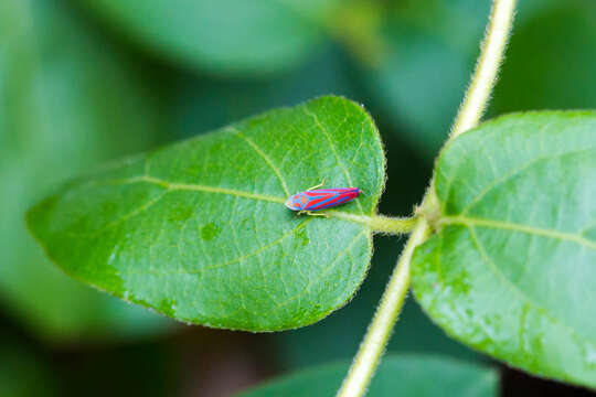 Graphocephala coccinea (Forster & J. R. 1771)的圖片