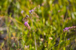 Image of Common buckeye