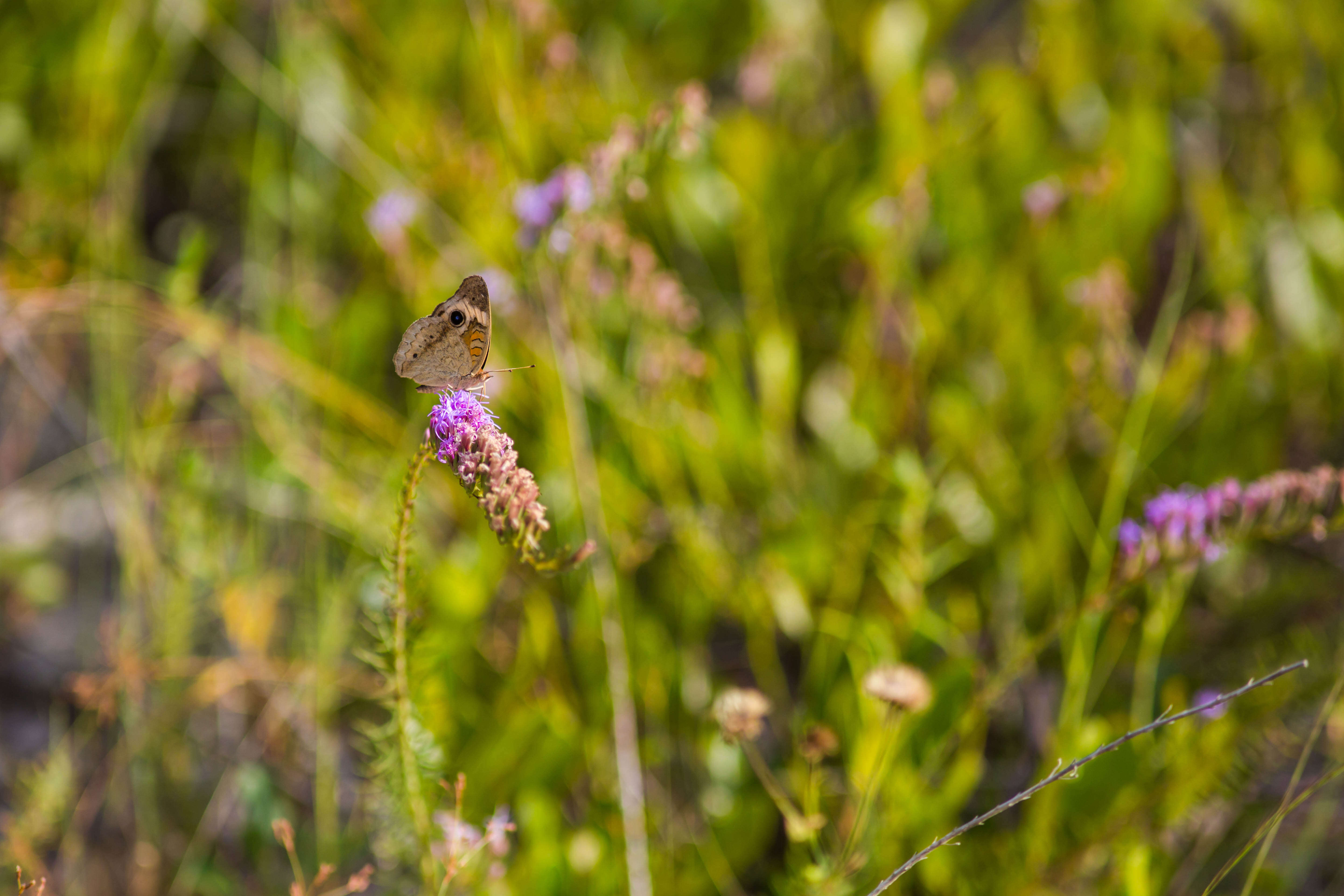 Image of Common buckeye