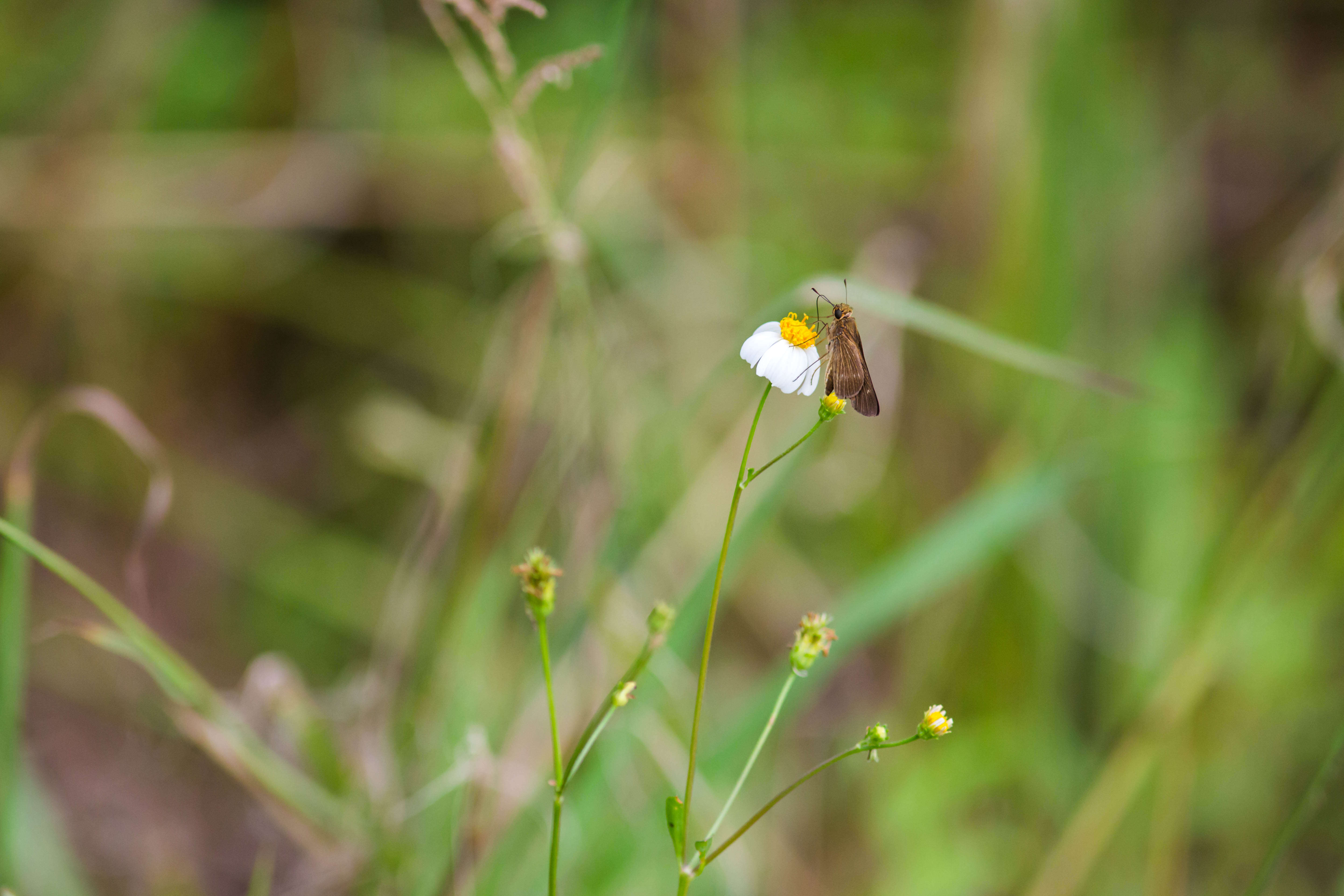 Image of Long-windged Skipper