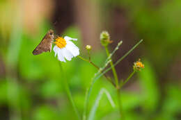 Image of Long-windged Skipper