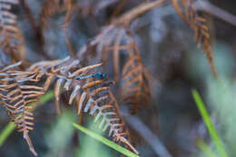 Image of Little Blue Dragonlet