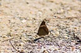 Image of Common buckeye