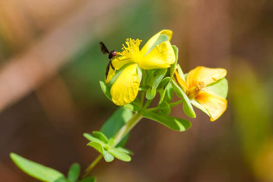 صورة Ocyptamus fuscipennis (Say 1823)