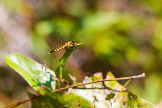 Image of Little Blue Dragonlet