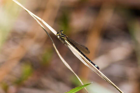 Image of Seepage Dancer