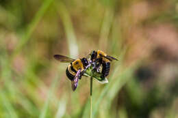 Image of Eastern Carpenter Bee