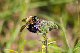 Image of Eastern Carpenter Bee