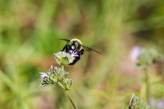 Imagem de Xylocopa virginica (Linnaeus 1771)