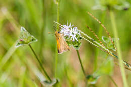 Image of Tawny-edged Skipper