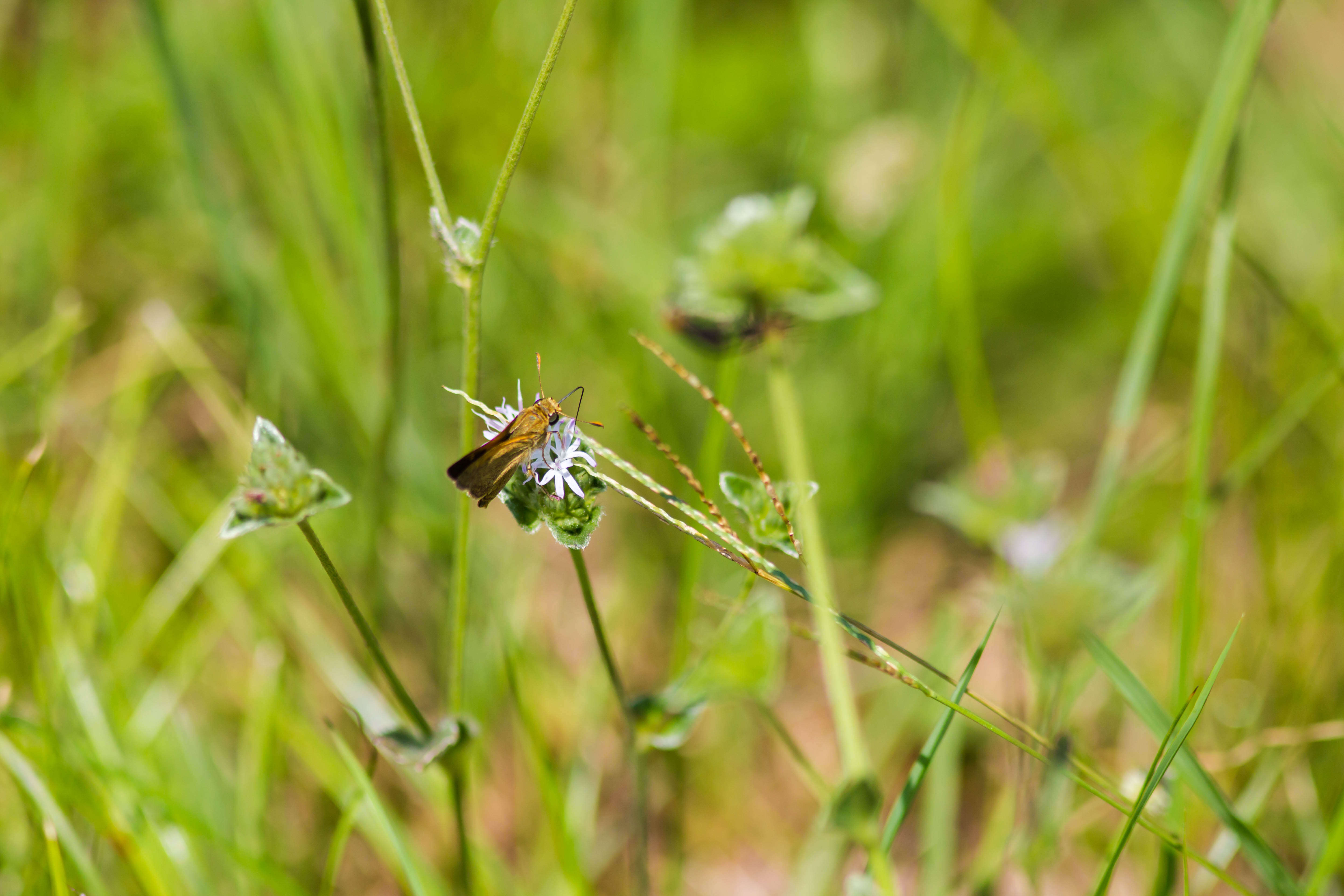 Image of Tawny-edged Skipper