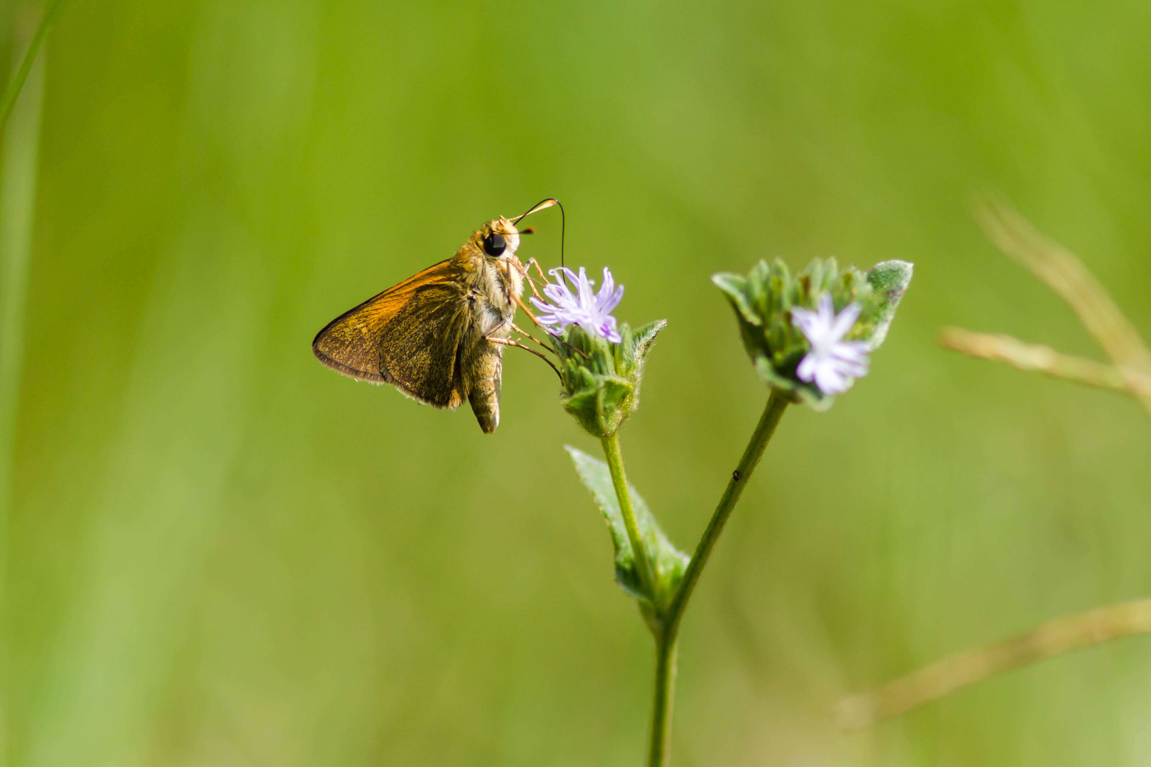 Image of Tawny-edged Skipper