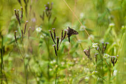 Image of Long-tailed Skipper