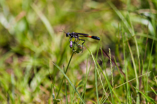 Image of Ammophila procera Dahlbom 1843