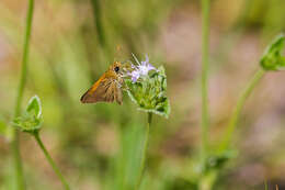 Image of Tawny-edged Skipper