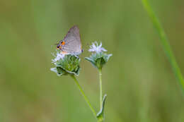 Image of Gray Hairstreak