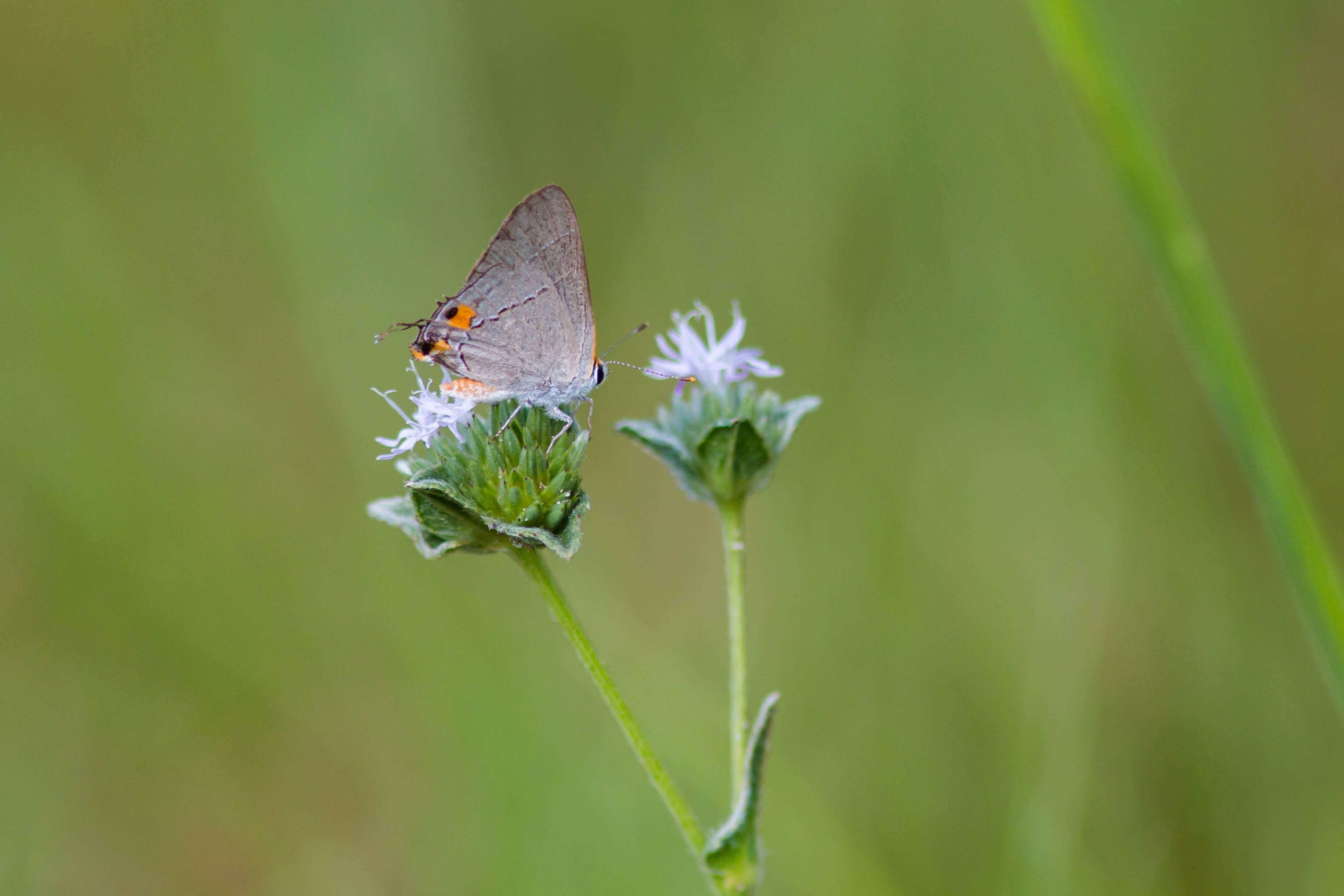 Image of Gray Hairstreak