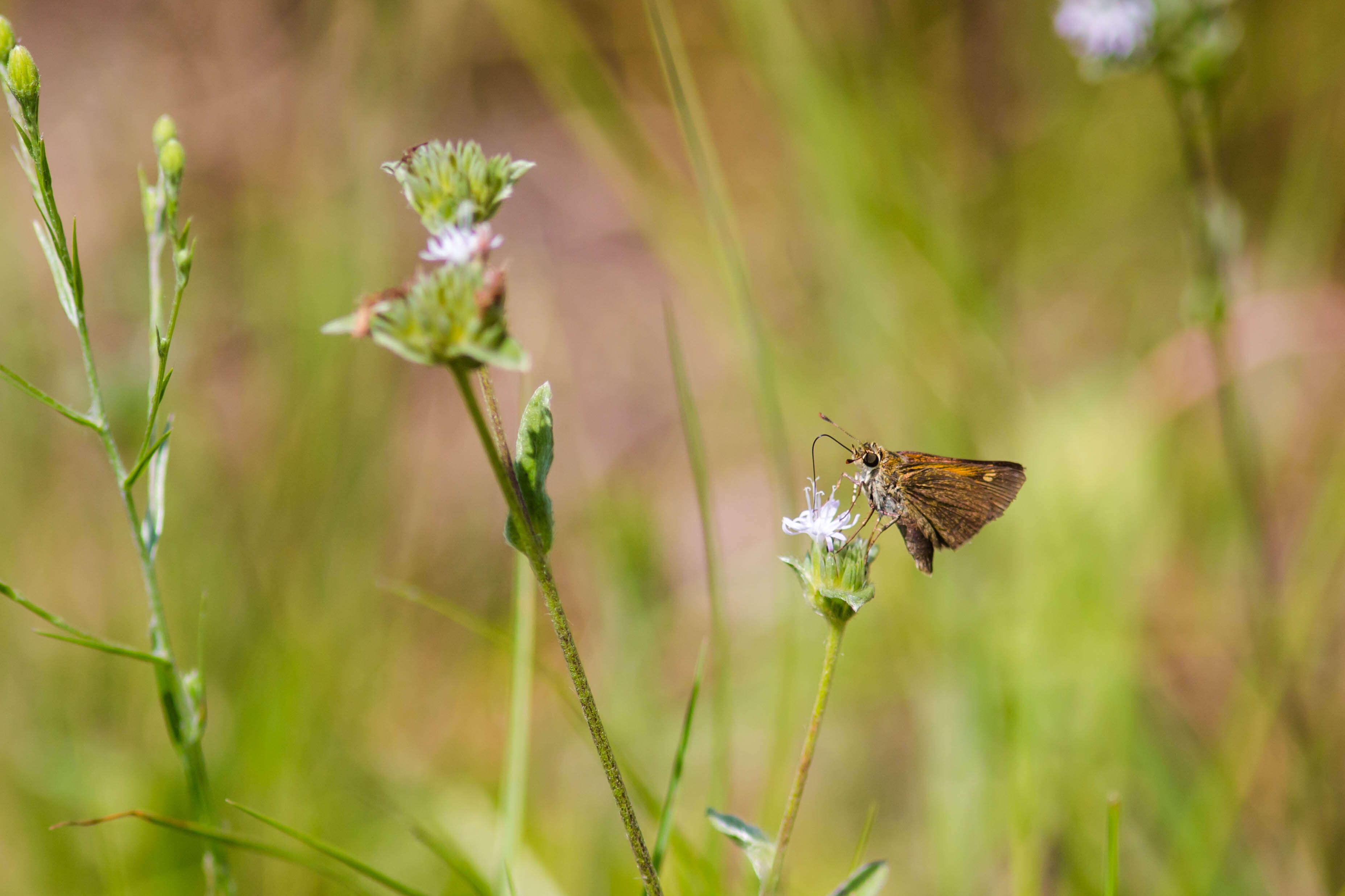 Image of Tawny-edged Skipper