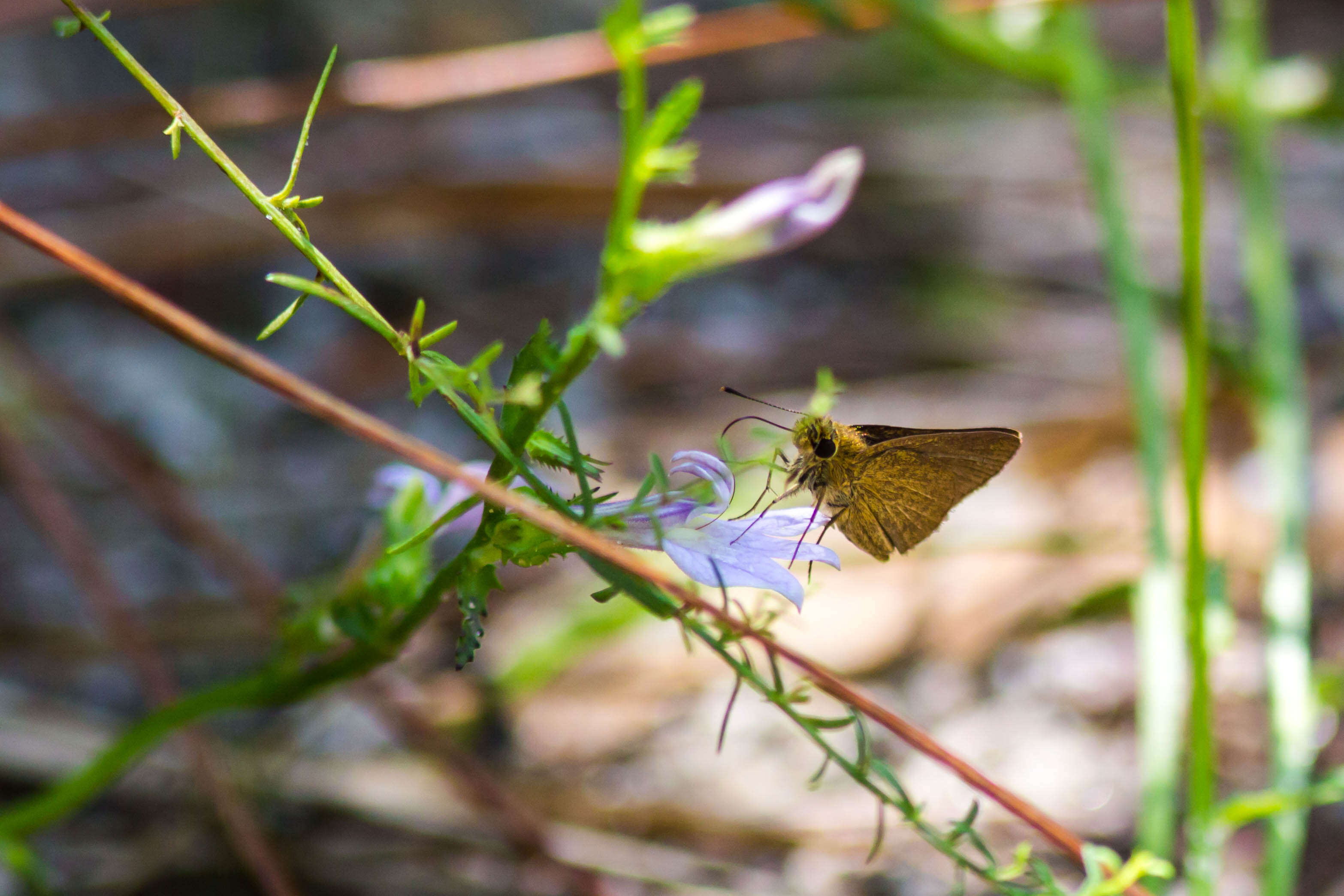 Image of Dun Sedge Skipper