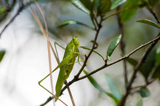 Image of Scudder's bush katydids