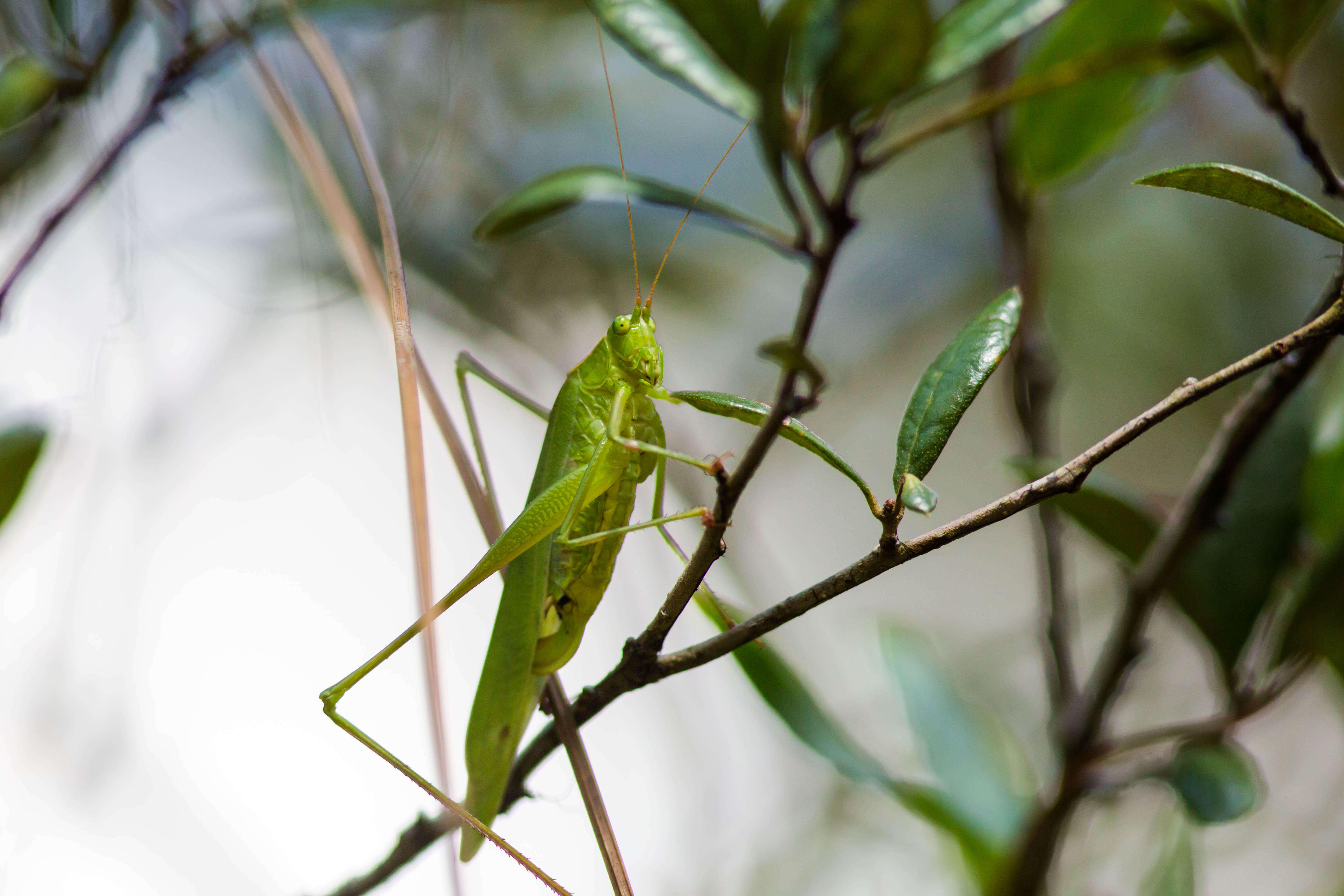 Image of Scudder's bush katydids