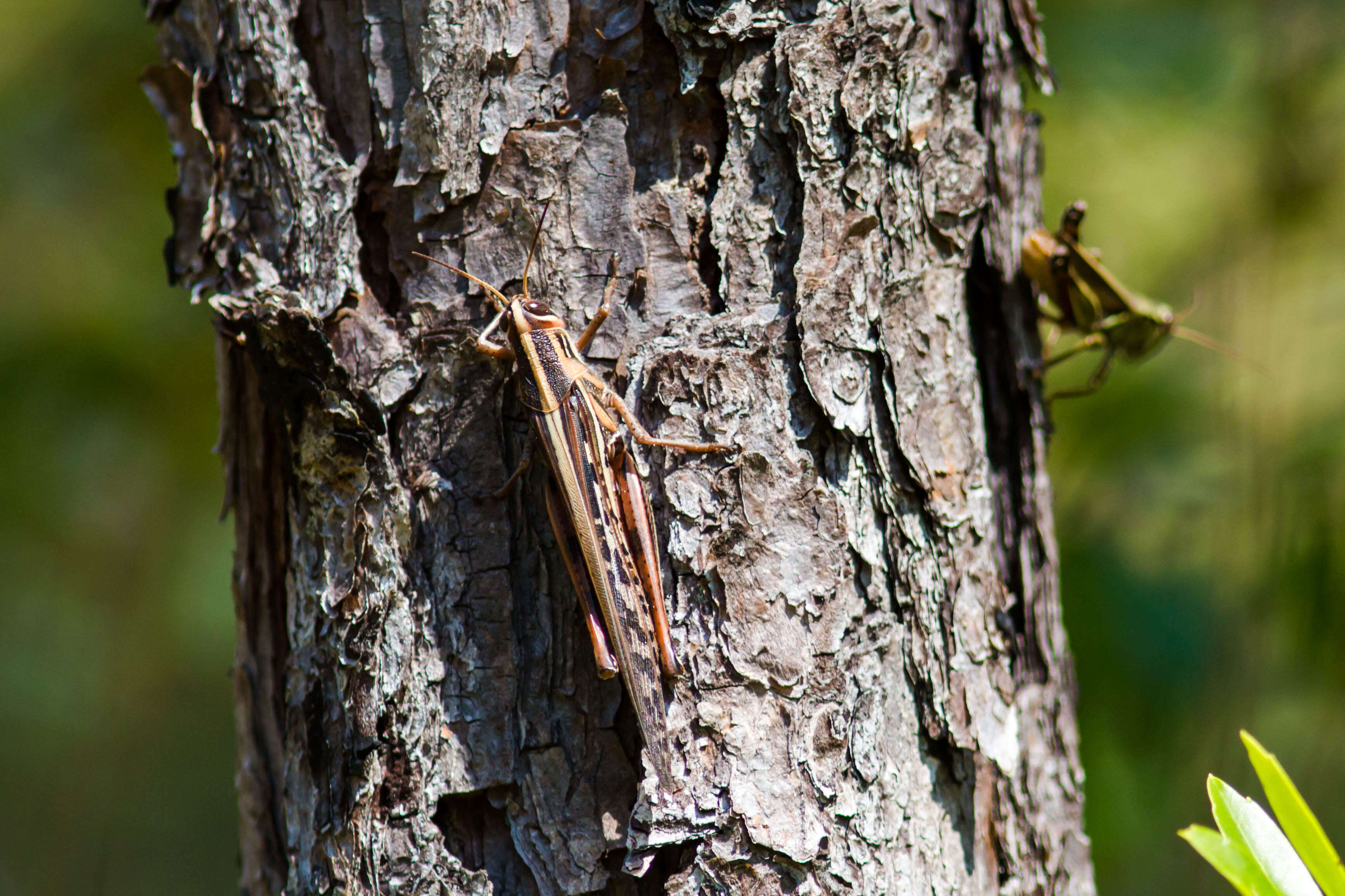 Image of American Bird Grasshopper