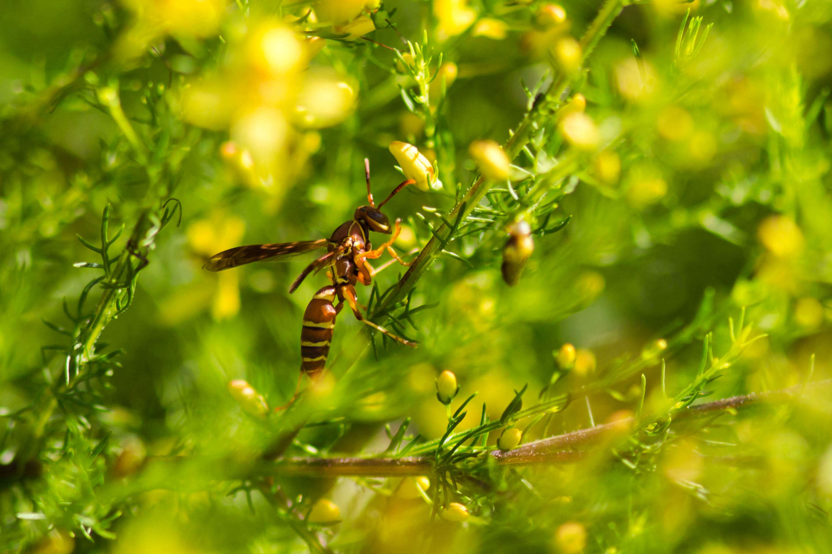 Image of Polistes bellicosus Cresson 1872