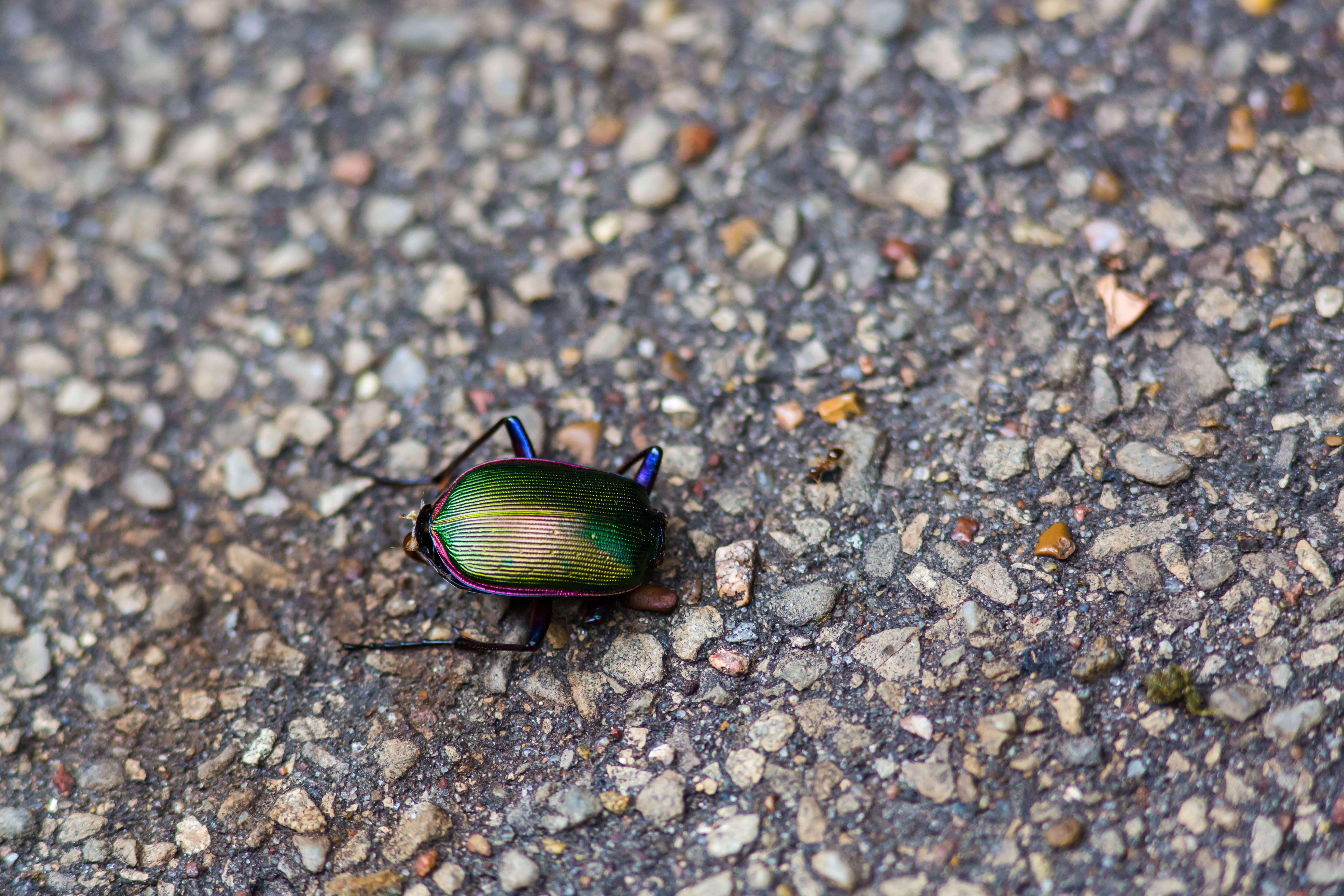 Imagem de Calosoma