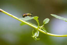 Image of Pure Green Augochlora