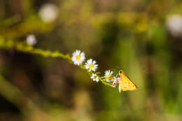 Image de Hylephila phyleus