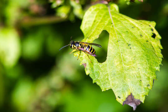 Image of Eastern Yellowjacket