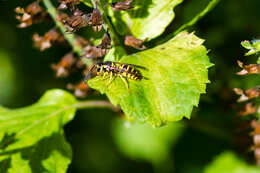 Image de Vespula maculifrons (Buysson 1905)