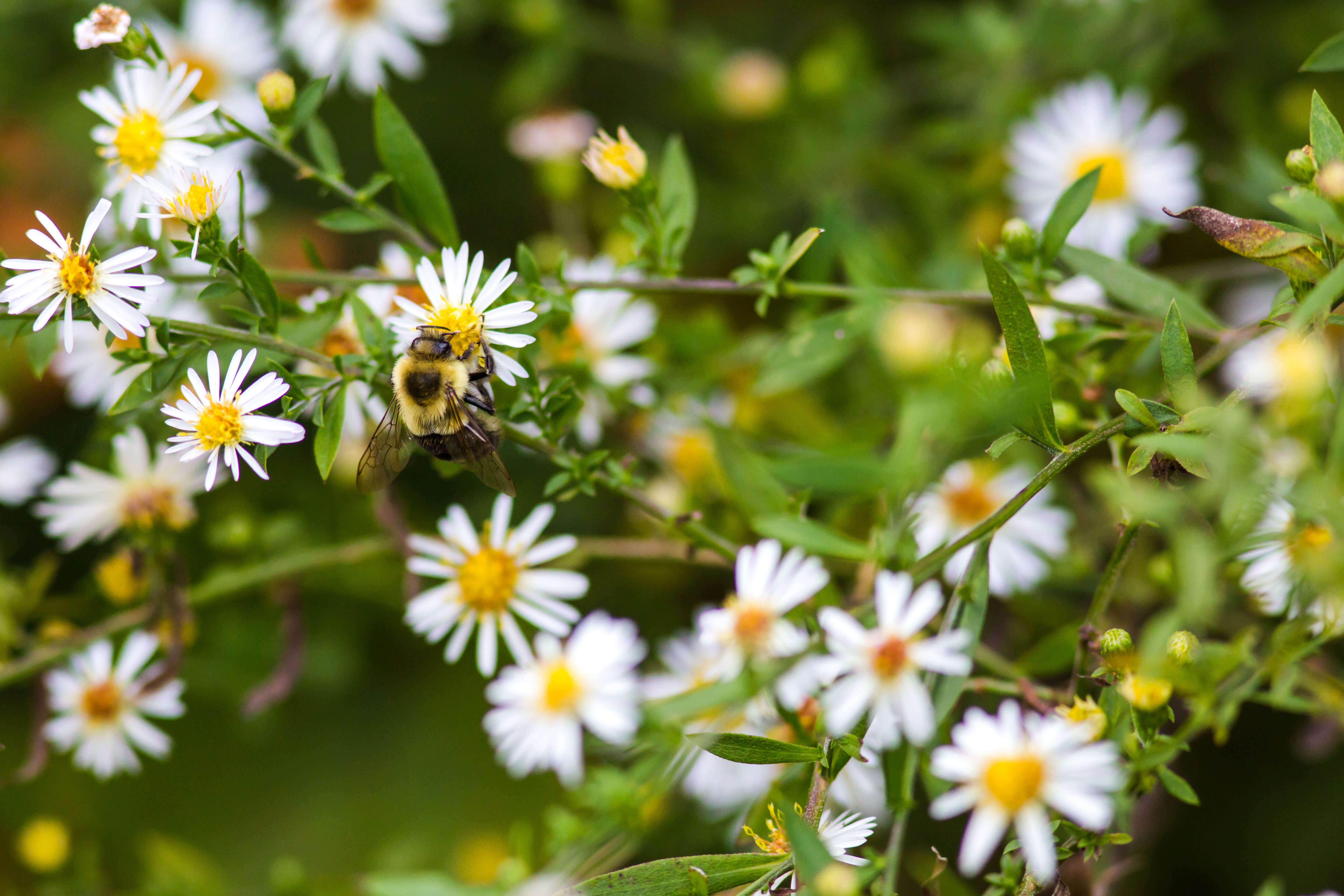 Image of Common Eastern Bumblebee