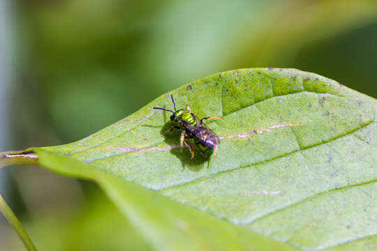 Image of Pure Green Augochlora