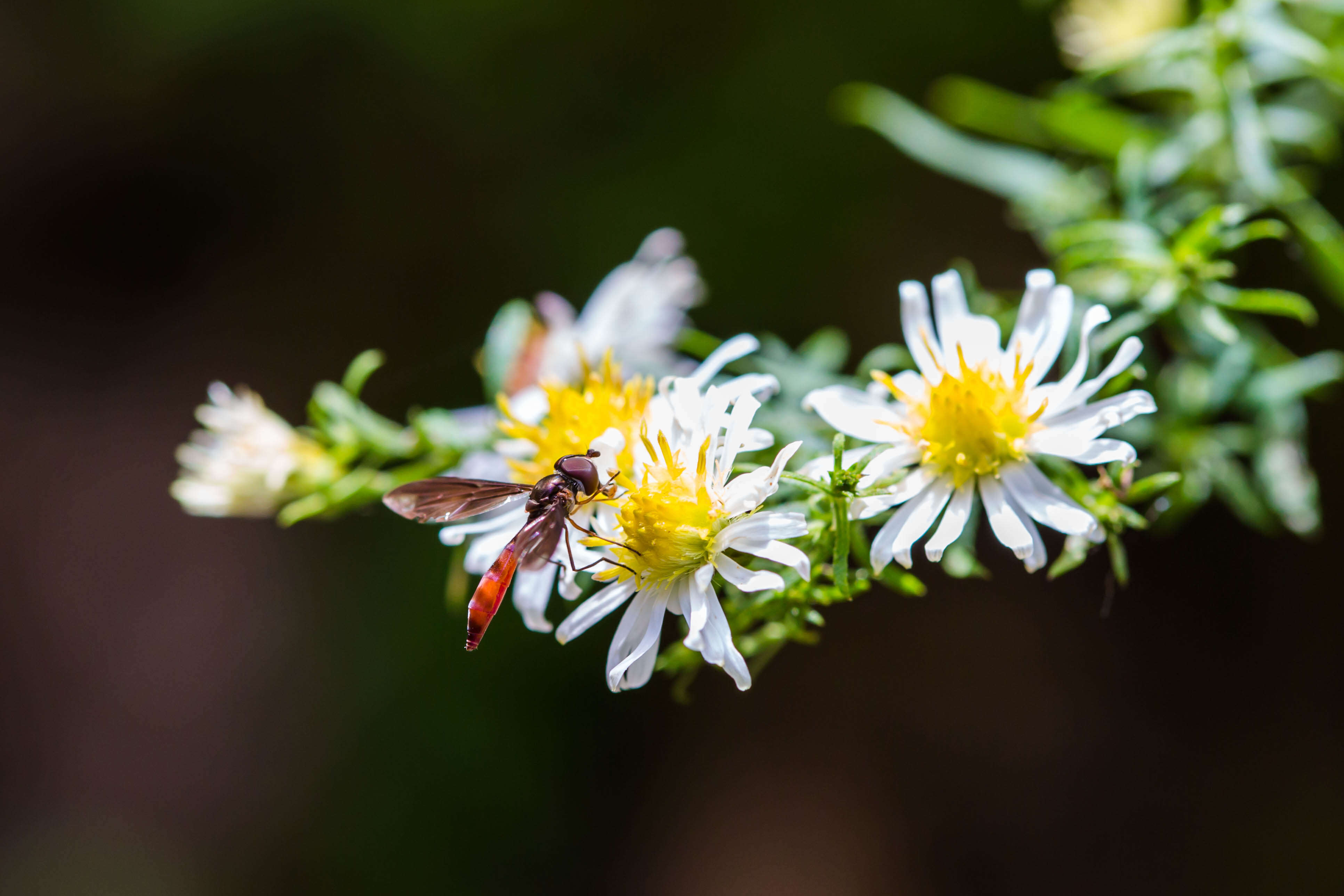 صورة Ocyptamus fuscipennis (Say 1823)