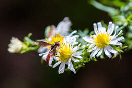 صورة Ocyptamus fuscipennis (Say 1823)