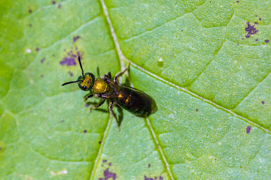 Image of Pure Green Augochlora